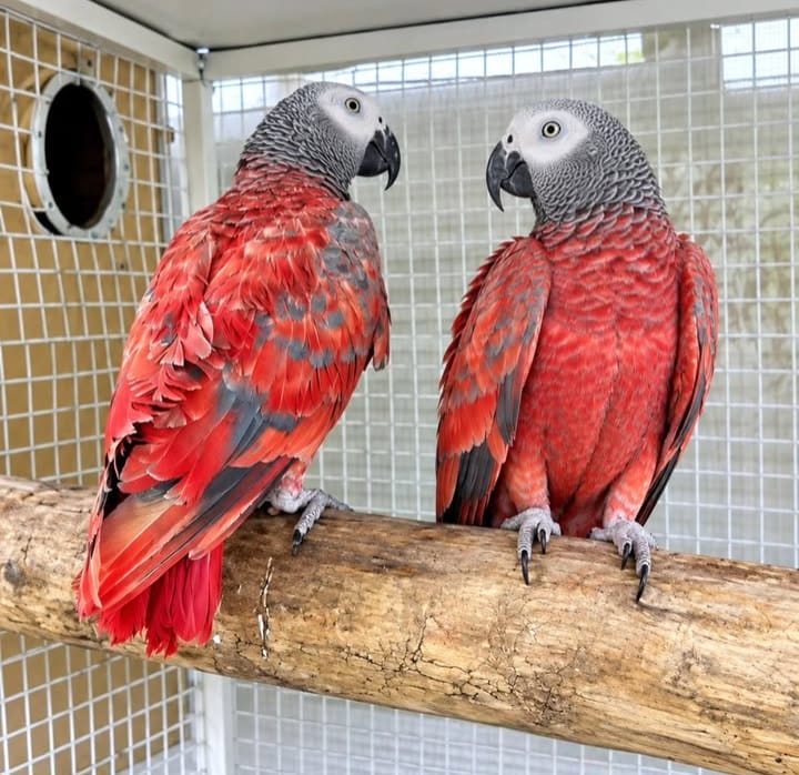 Red Factor African Grey Parrot with beautiful red feathers, intelligent personality, and distinctive grey plumage.