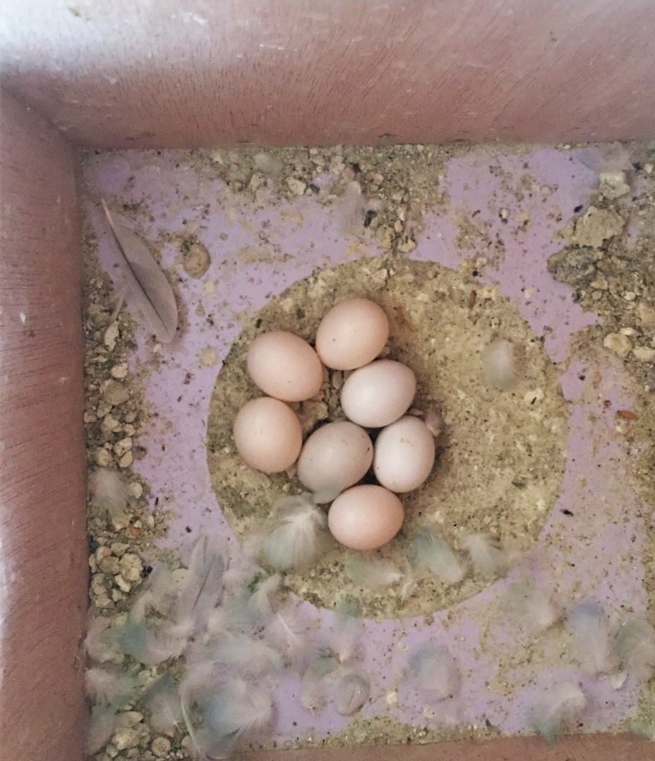 "Fertile Red-Tailed Black Cockatoo Parrot eggs for sale, ideal for breeders and exotic bird enthusiasts seeking high-quality eggs."