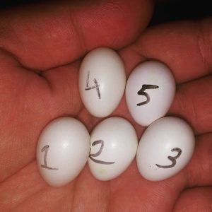 Rose Breasted/Galah Cockatoo Parrot  Eggs