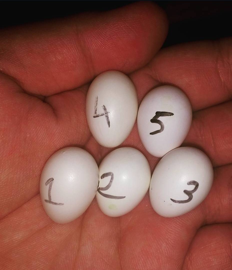 "Fertile Rose Breasted Galah Cockatoo Parrot eggs for sale, ideal for breeders and exotic bird enthusiasts seeking high-quality eggs."