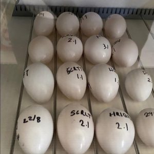 Spix`s Macaw Parrot Eggs