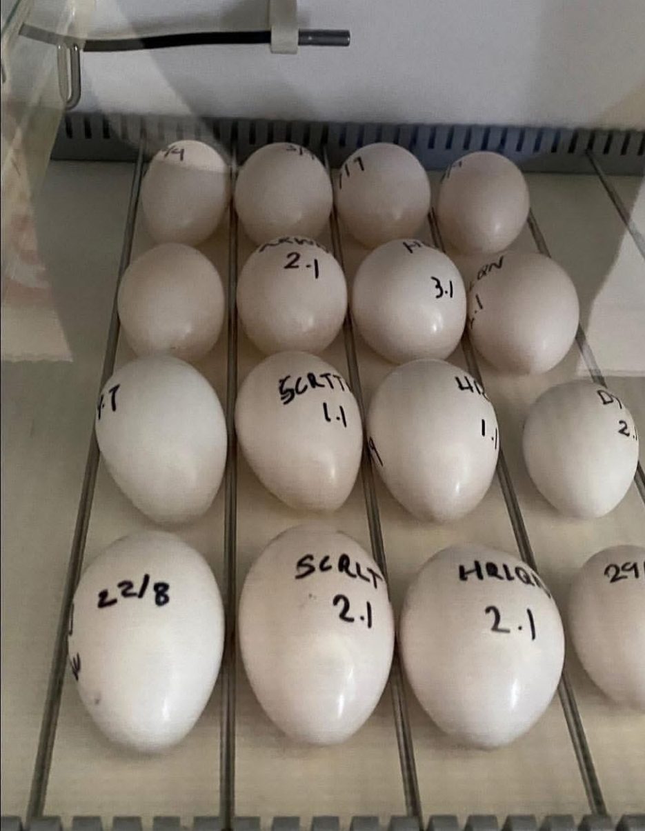 "Fertile Spix’s Macaw Parrot eggs for sale, ideal for breeders and exotic bird enthusiasts seeking high-quality, healthy eggs."