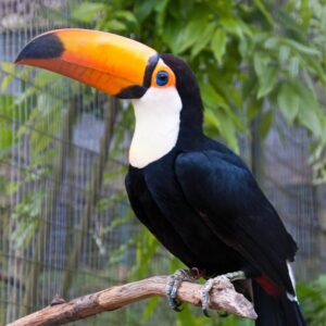 Hand-Raised Toco Toucan for Sale | Captive-Bred, DNA Sexed