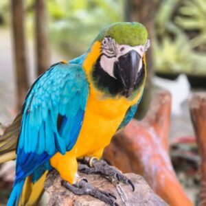 Kika – Female Blue-Throated Macaw | Beautiful, Intelligent & Affectionate Parrot