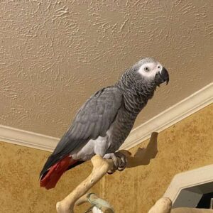 Mac-Congo African Grey Parrot