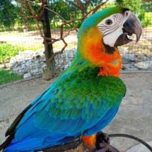 Female Harlequin Macaw Parrot (Einstein) | Intelligent, Colorful & Loving Companion