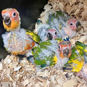 Males & Females | Sun Conure Baby Parrots