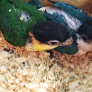 Males & Females Available  |  Black-Headed Caique Baby Parrots for Sale