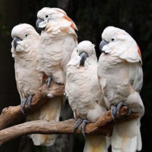 Moluccan Cockatoo Parrots-Males-Females
