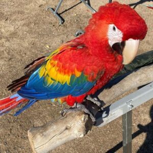 Female Scarlet Macaw Parrot – Trixie | Beautiful, Intelligent & Socialized Macaw