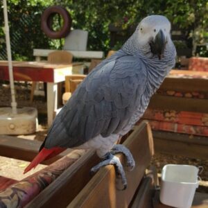 Spike – African Grey Parrot