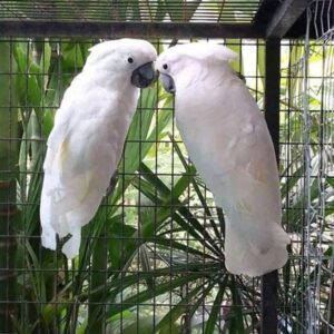 Umbrella Cockatoo Parrots for Sale | Males & Females