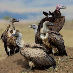 Cinereous Vulture for Sale | Captive-Bred Males & Females