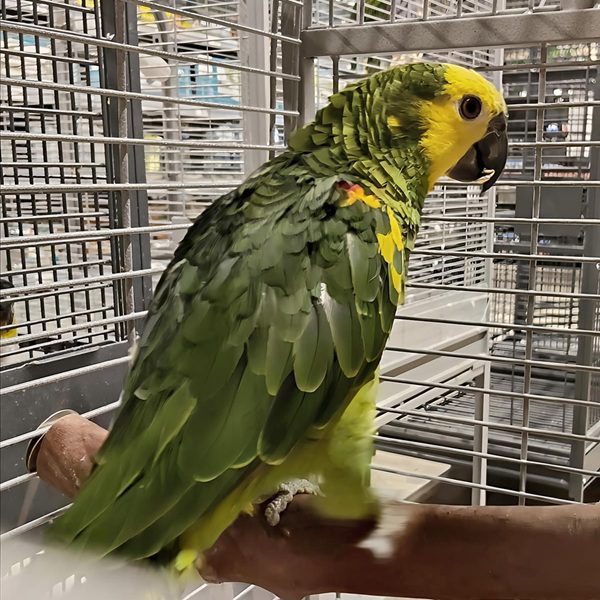 Mindy – A Stunning Male Double Yellow Headed Amazon Parrot