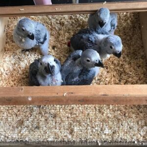 Males & Females | Timneh African Grey Baby Parrots for Sale