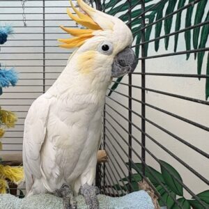 Female Sulphur Crested Cockatoo Sasha | Hand-Raised & Friendly