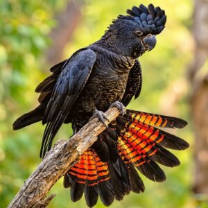 Red-Tailed Black Cockatoo Parrots for Sale | Males & Females