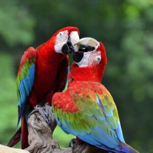 Breeding Pair Green-Winged Macaw Parrots – Male & Female | Ara chloropterus