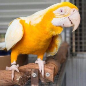 Latino Albino Macaw Parrot “Twinkle” | Rare Macaw for Sale