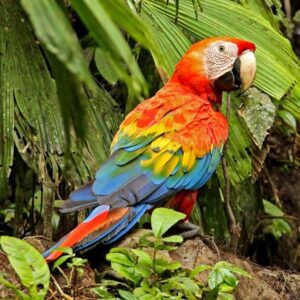 Male Scarlet Macaw Parrot Nibbles | Hand-Raised Macaw