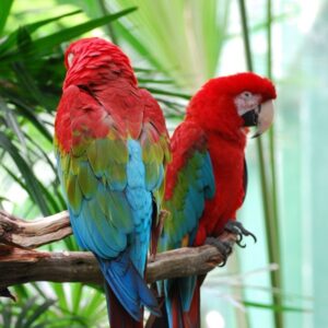Green-Winged Macaw Parrots for Sale|Green-Winged Macaw males and females