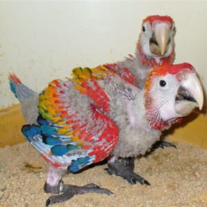 Males & Females | Scarlet Macaw Baby Parrots
