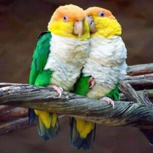 George  Playful & Intelligent | Male White-Bellied Caique Parrot