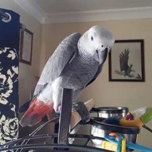 Pepper – African Grey Parrot