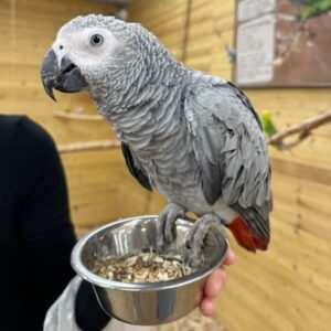 Ruby – African Grey Parrot