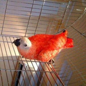 Red Factor African Grey Parrots-(Males/Females)