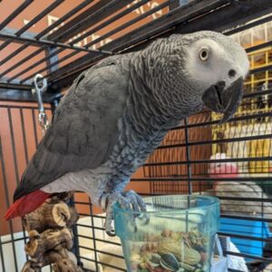Pat – Male African Grey Parrot