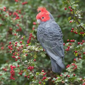 Male Gang Gang Cockatoo Parrot – Mindy | Red-Headed Gang Gang