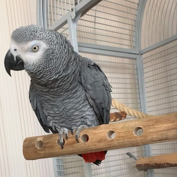 Female Congo African Grey Parrot with beautiful grey feathers, bright eyes, and striking red tail feathers.