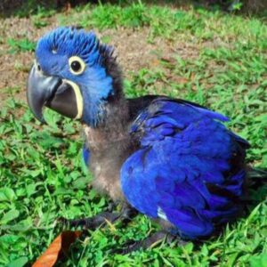 Hyacinth Macaw Baby Parrots-(Males/Females)