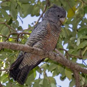 Female Gang Gang Cockatoo Parrot – Willow | Rare Hand-Raised Cockatoo