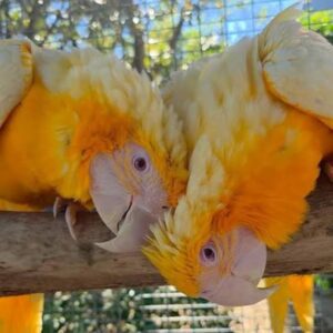 Males & Females | Latino Albino Macaw Baby Parrots for Sale