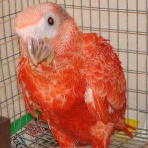 Red Factor African Grey Baby Parrots for Sale | Males & Females