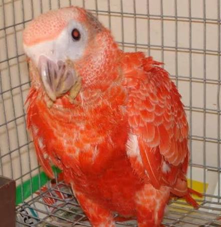 Red Factor African Grey Baby Parrots for Sale | Males & Females