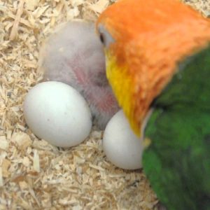 Green Thiged Caique Eggs