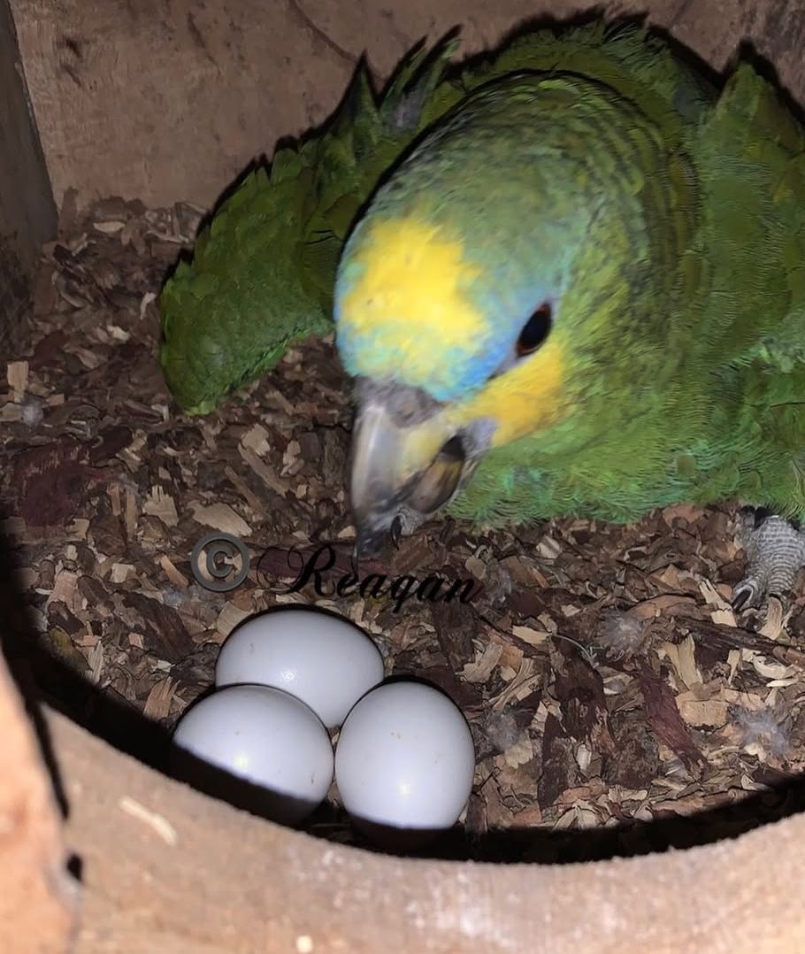 “Close-up of hatching Yellow-Crowned Amazon parrot eggs, healthy and fertile, ideal for aviculture and responsible bird breeders.”