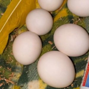 Golden Sun Conure Parrot Eggs