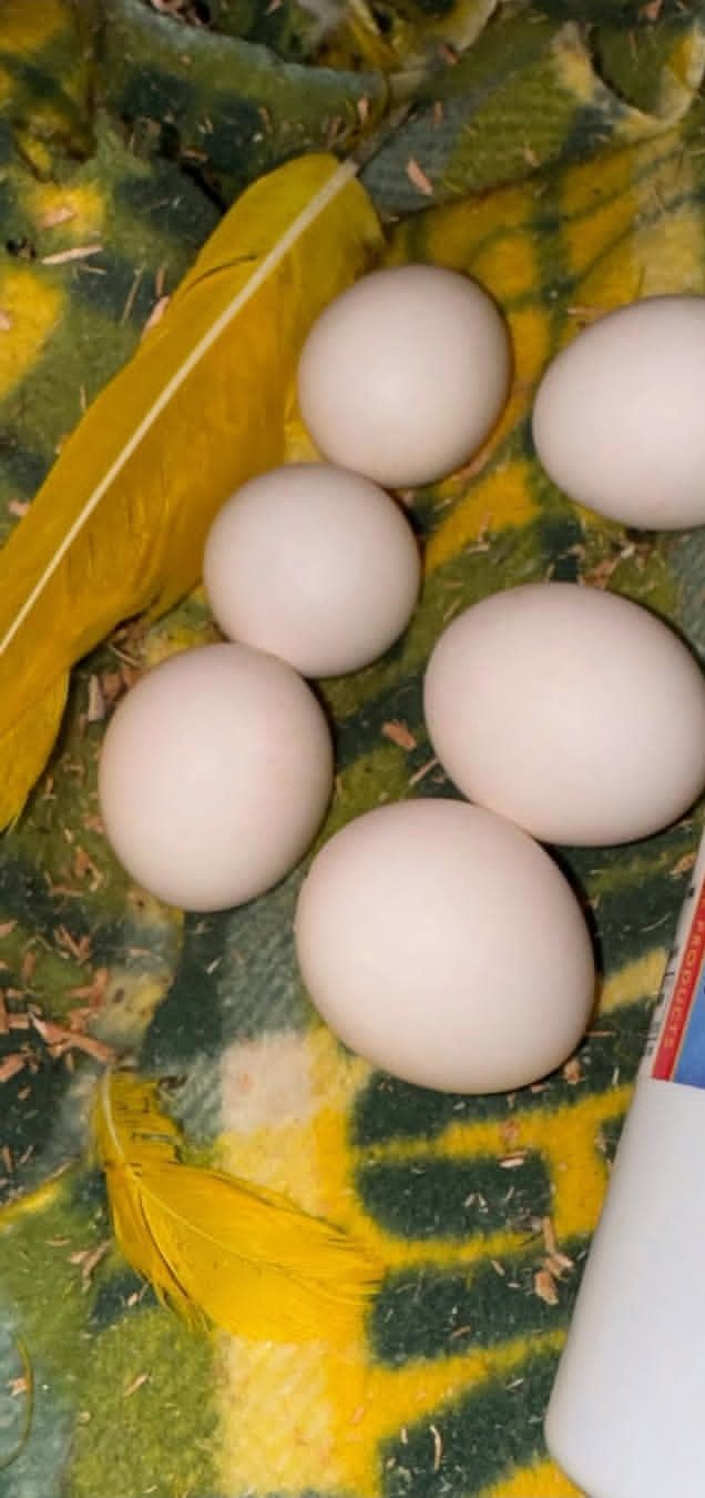 Golden Sun Conure parrot eggs from healthy breeding pair, rare exotic bird eggs for experienced breeders and aviculture enthusiasts