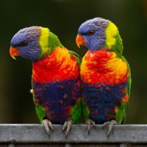 Rainbow Lorikeet Breeding Pair – Male & Female | Healthy Aviary Parrots