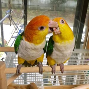 Male & Female | Caique Bird White-Bellied Caique Breeding Pair