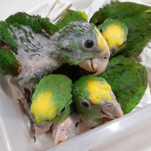 White-Bellied Caique Parrot Babies for Sale | Hand-Raised Males & Females