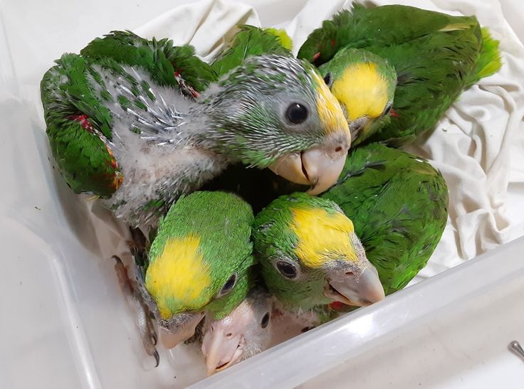 White-Bellied Caique Parrot Babies for Sale | Hand-Raised Males & Females