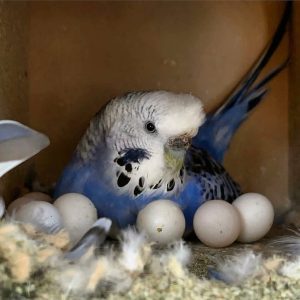 Budgerigar  Budgie/Parakeet Eggs