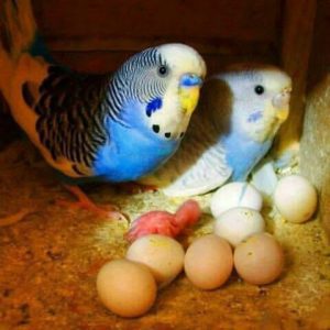 Budgerigar  Budgie/Parakeet Eggs