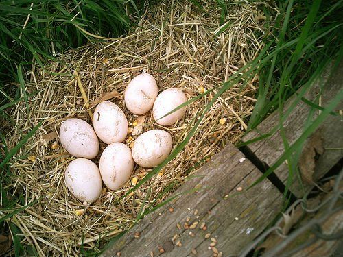 Fertile Indian Blue Peafowl Eggs for Hatching – Healthy Peacock Eggs from Premium Breeding Stock, High Hatch Rate, Exotic Poultry Farming & Backyard Aviary Supply