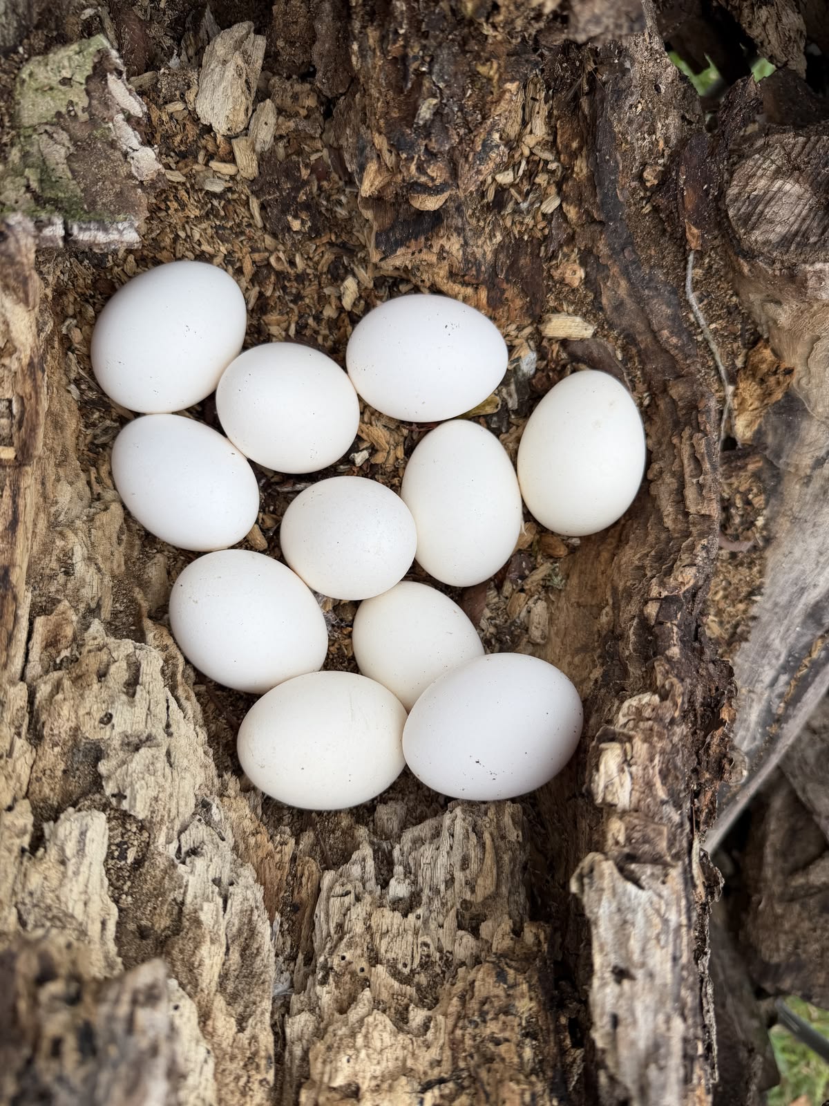 High-quality fertile white peafowl eggs ready for hatching in controlled incubation conditions